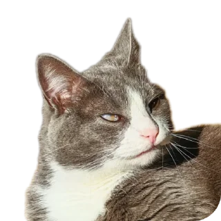 Video sticker 🐱 Sweet Bubaleh