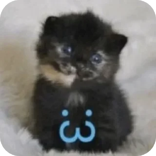 Video sticker 🐱 @sticksbb <— больше стиков💓💘💞