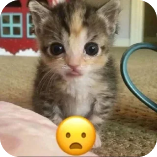 Video sticker 🙀 @sticksbb <— больше стиков💓💘💞