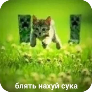 Telegram stiker 🐱 @sticksbb <— больше стиков💓💘💞