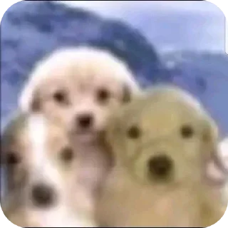 Video sticker 🐶 @sticksbb <— больше стиков💓💘💞