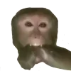 Video sticker 🐵 @soldfo