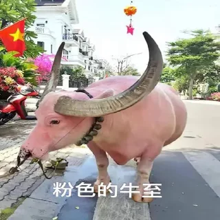 Video sticker 🐮 @wangwang69696 的好东西1