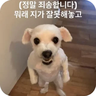 Telegram sticker 🐶 망듀티콘2