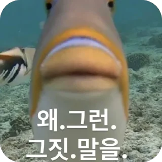 Video sticker 🐠 망듀티콘2