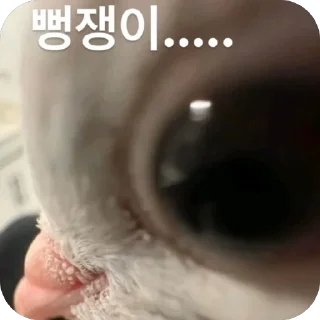 Video sticker 🐤 망듀티콘2