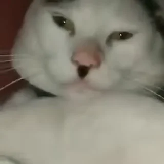 Телеграм стикер 🐈 Meme v4 (cat Vol.1) @redirect_ali