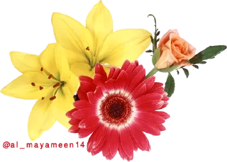 Video sticker 🌷 ورود