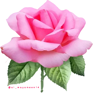 Telegram sticker 🌸 ورود