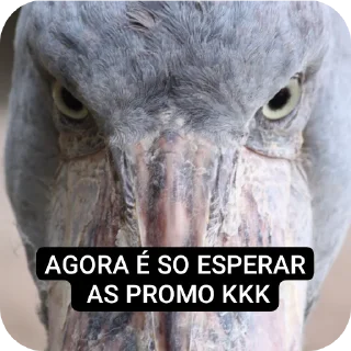 Sticker 🐦 shoebill OQMDV