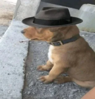 Video sticker ⚜️ by: @ramonshadow