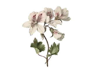 Telegram sticker 🥀 @Sadesticx @flawless_47 @stick :: @fStikBot