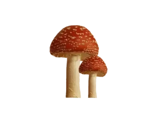 Video sticker 🍄 @Sadesticx @flawless_47 @stick :: @fStikBot