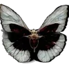 Video sticker 🦋 dark ➜ @emoji1