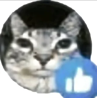 Video sticker 🌟 китикет :: @fStikBot