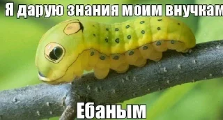 Телеграм стикер 🌟 вылазахи вылезайте @keroharochka