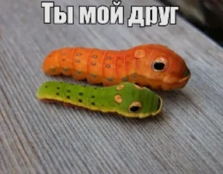 Телеграм стикер 🌟 вылазахи вылезайте @keroharochka