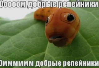 Video sticker 🌟 вылазахи вылезайте @keroharochka