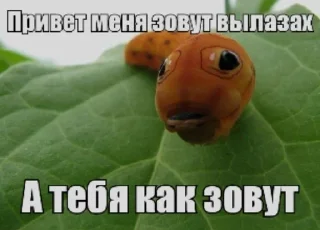 Video sticker 🌟 вылазахи вылезайте @keroharochka