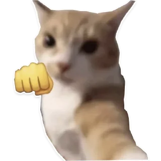 Video sticker 👊 Sora Catto