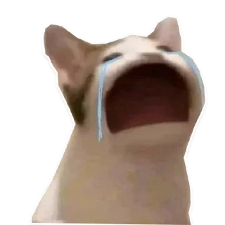 Video sticker 😭 Sora Catto