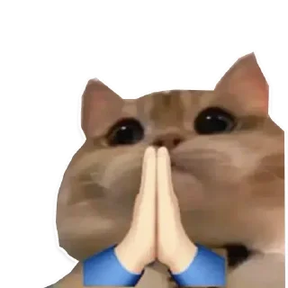 Telegram sticker 🙏 Sora Catto