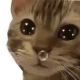 Telegram sticker 🥹 Sora Catto