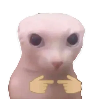 Video sticker ☺️ Sora Catto