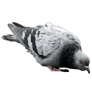 Telegram sticker 🐦 Голуби XL pack @simplesticker