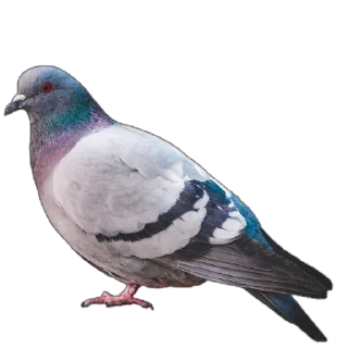 Video sticker 🐦 Голуби XL pack @simplesticker