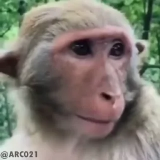 Video sticker 😃 قرود البوص :: @fStikBot