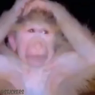 Video sticker 🤦‍♂️ قرود البوص :: @fStikBot