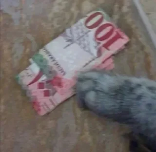 Video sticker 💰 ﺧوﻟﮪ ♡ .