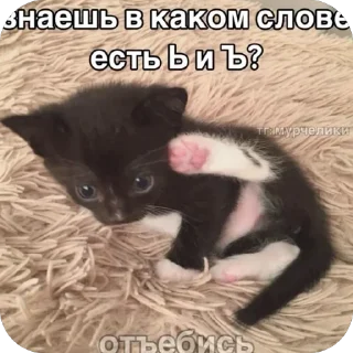 Video sticker 🥰 Больше стиков тут: @stikery4