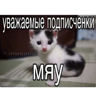 Телеграм стикер 😊 Больше стиков тут: @stikery4