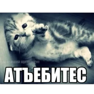 Телеграм стикер 🤨 Больше стиков тут: @stikery4