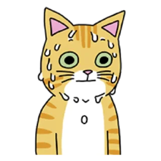 Video sticker 🐈 애!용!