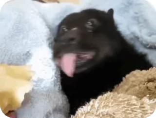 Video sticker 😋 Mike's stuff ЛИЧНЫЙ стикерпак