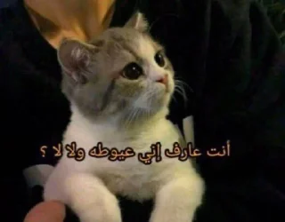 Telegram sticker 🥺 فخر العرب هدهده