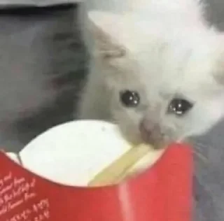 Telegram sticker 🥺 فخر العرب هدهده