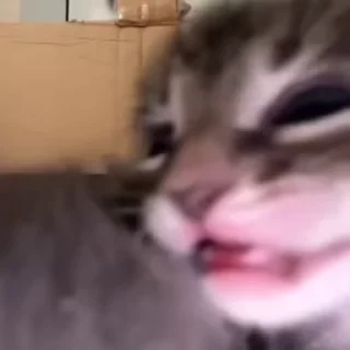 Video sticker 🙊 alihandre :: @QStickBot