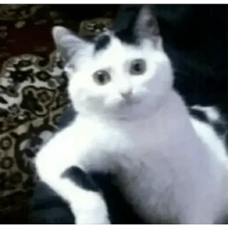 Video sticker 🤨 kangcomot v3