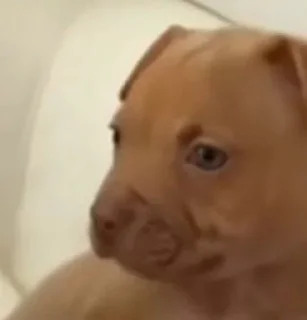 Telegram sticker 🐶 awkward dog