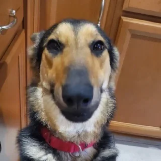 Telegram sticker 🌟 awkward dog