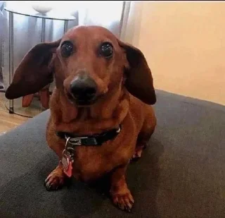 Sticker 💯 awkward dog