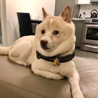 Telegram sticker 😐 awkward dog