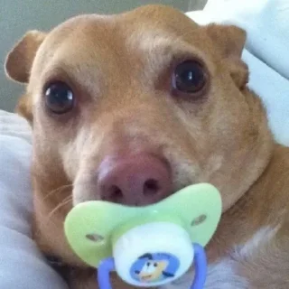 Video sticker 🌟 awkward dog