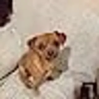 Telegram sticker 🌟 awkward dog