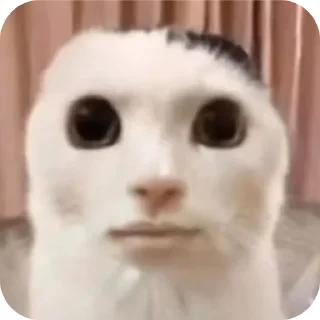 Video sticker 🐱 Bro