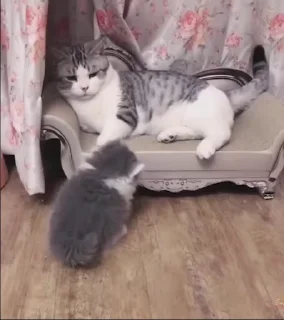 Video sticker 😾 Cats by Iris [HITLER] 2 @YourSinnerMommy